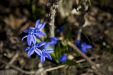 Thumbnail _mg_0526.jpg 