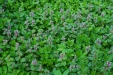Thumbnail img_0468.jpg 