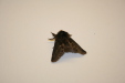 Thumbnail img_0851.jpg 