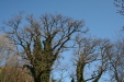 Thumbnail img_0265.jpg 