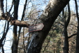 Thumbnail img_0272.jpg 