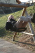 Thumbnail img_0313.jpg 