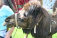 Thumbnail img_3049.jpg 