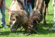 Thumbnail img_3062.jpg 