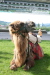Thumbnail img_3068.jpg 