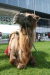 Thumbnail img_3072.jpg 