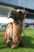 Thumbnail img_3073.jpg 