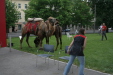 Thumbnail img_3150.jpg 