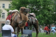 Thumbnail img_3159.jpg 