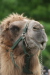 Thumbnail img_3161.jpg 