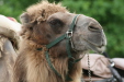 Thumbnail img_3163.jpg 