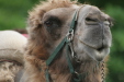 Thumbnail img_3167.jpg 
