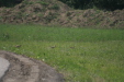 Thumbnail img_4990.jpg 
