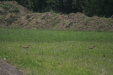 Thumbnail img_4991.jpg 