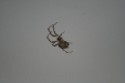Thumbnail img_5000.jpg 