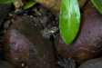 Thumbnail img_4032.jpg 