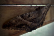 Thumbnail img_4048.jpg 
