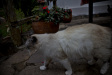 Thumbnail img_4050.jpg 