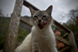 Thumbnail img_4061.jpg 