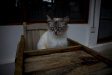 Thumbnail img_4065.jpg 