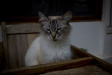 Thumbnail img_4066.jpg 