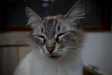 Thumbnail img_4068.jpg 