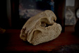 Thumbnail img_4070.jpg 