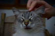 Thumbnail img_4074.jpg 