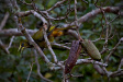 Thumbnail img_4083.jpg 