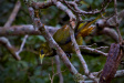 Thumbnail img_4090.jpg 