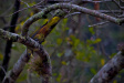 Thumbnail img_4096.jpg 