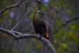 Thumbnail img_4103.jpg 
