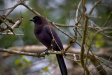 Thumbnail img_4123.jpg 