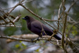 Thumbnail img_4124.jpg 