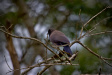 Thumbnail img_4130.jpg 