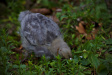 Thumbnail img_4131.jpg 