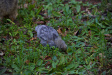 Thumbnail img_4132.jpg 