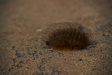 Thumbnail img_4169.jpg 