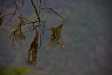 Thumbnail img_4179.jpg 