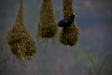 Thumbnail img_4191.jpg 