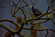 Thumbnail img_4214.jpg 