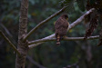 Thumbnail img_4222.jpg 