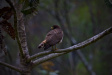 Thumbnail img_4239.jpg 