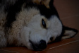 Thumbnail img_4243.jpg 