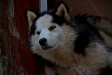 Thumbnail img_4246.jpg 