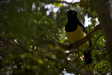 Thumbnail img_4459.jpg 