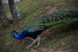 Thumbnail img_4579.jpg 