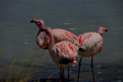 Thumbnail img_5331.jpg 