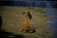 Thumbnail img_6599.jpg 