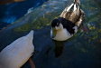 Thumbnail img_6809.jpg 